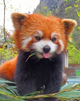 Red Panda Paint by Numbers