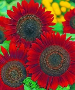 Red Sunflowers paint by numbers