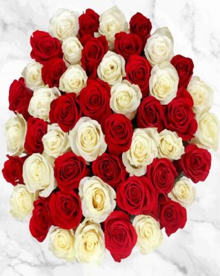Red And White Roses Paint by numbers