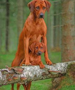 Rhodesian Ridgeback Dogs paint by numbers