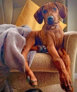 Rhodesian Ridgeback Paint by numbers