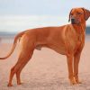 Rhodesian Ridgeback Paint by numbers