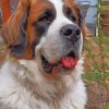 Saint Bernard Dog Paint by numbers