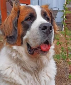 Saint Bernard Dog Paint by numbers