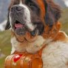 Saint Bernard Paint by numbers