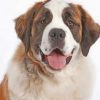 Saint Bernard Portrait Paint by numbers