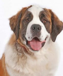 Saint Bernard Portrait Paint by numbers