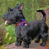 Scottish Terrier Paint by numbers