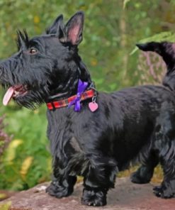 Scottish Terrier Paint by numbers