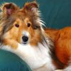 shelties-dog-paint-by-numbers