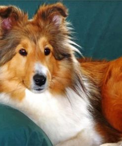 shelties-dog-paint-by-numbers