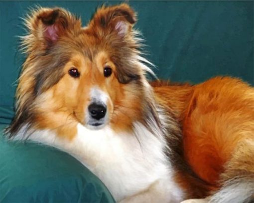 shelties-dog-paint-by-numbers