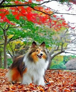 shelties-enjoying-the-autumn-paint-by-number