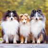 shelties-paint-by-numbers-1
