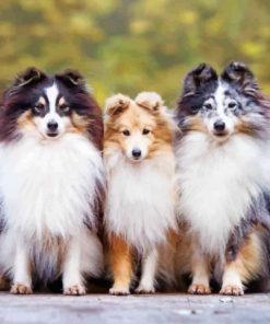 shelties-paint-by-numbers-1