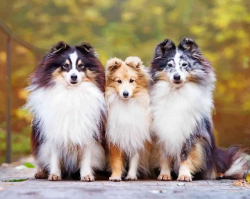 shelties-paint-by-numbers-1