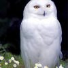 Snowy White Owl Paint by numbers