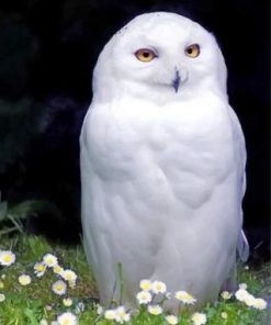 Snowy White Owl Paint by numbers