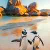 South African Penguins Paint by numbers