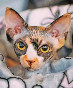 Sphynx Cat Paint by numbers
