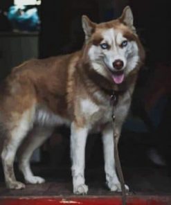 Tan Husky Paint by numbers