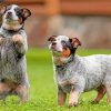 Two Blue Heeler Paint by numbers