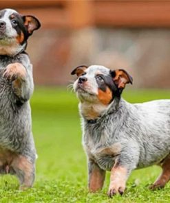 Two Blue Heeler Paint by numbers