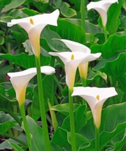 White Arum Lilies Paint by numbers