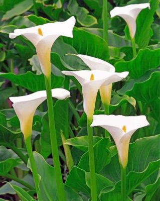 White Arum Lilies Paint by numbers