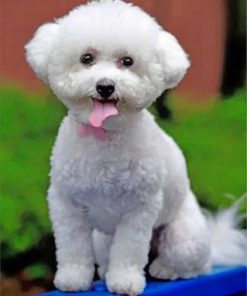 White Bichon Frise Paint by numbers