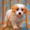 white cavapoo paint by numbers