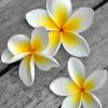 White Frangipani Flower Paint by numbers