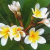 White Frangipani Paint by numbers