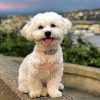 White Havanese Dog Paint by numbers