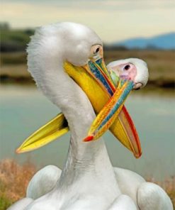 White Pelican Paint by numbers