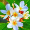 White Plumeria Paint by numbers