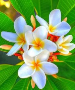 White Plumeria Paint by numbers