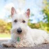 White Scottish Terrier Paint by numbers