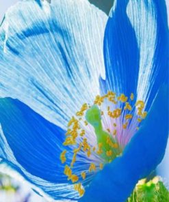 Wild Mallory Blue Poppy Paint by numbers
