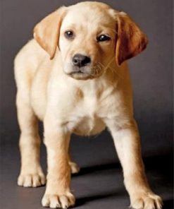 Yellow Labrador Paint by numbers
