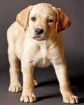 Yellow Labrador Paint by numbers