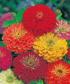 Zinnias Flowers Paint by numbers