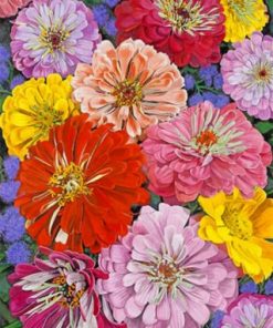 Zinnias Flowers Paint by numbers