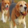 Beagle Dogs Paint by numbers