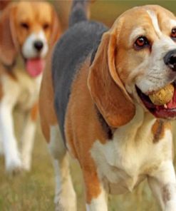 Beagle Dogs Paint by numbers