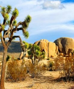 Joshua Tree National Park California Paint by numbers