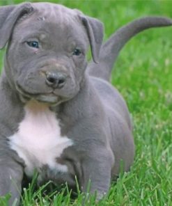 Pitbull Puppy Paint by numbers