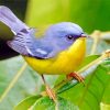 Tropical Parula Paint by numbers