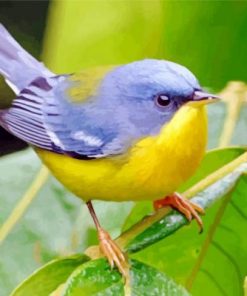 Tropical Parula Paint by numbers
