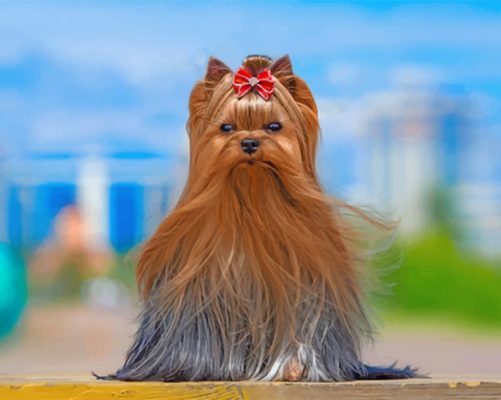 Yorkshire Terrier Paint by number